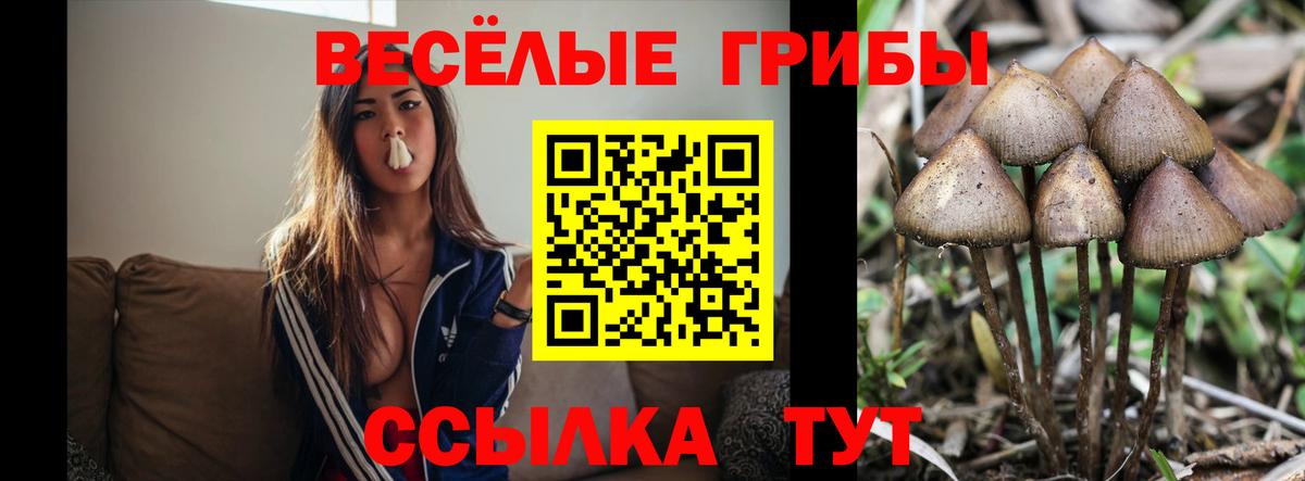 Псилоцибиновые грибы прущие грибы Соль-Илецк